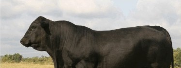 brangus bulls and heifers